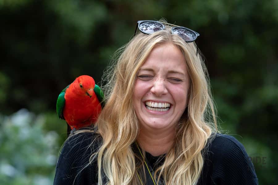 Melbourne: Great Ocean Road & Wildlife Tour for Backpackers - The vehicle, guide style, and long hours on the road