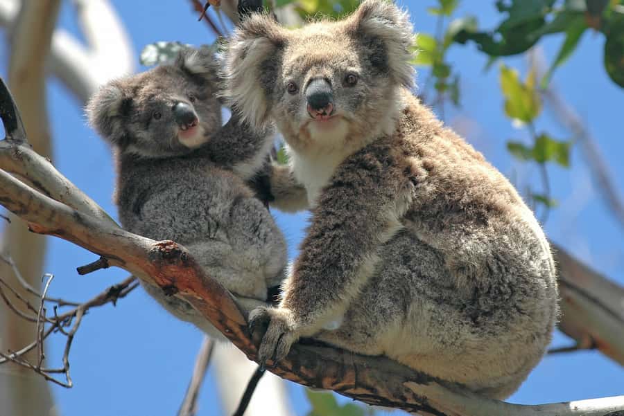 Melbourne: Healesville Sanctuary & Phillip Island Tour - Key points to know before booking