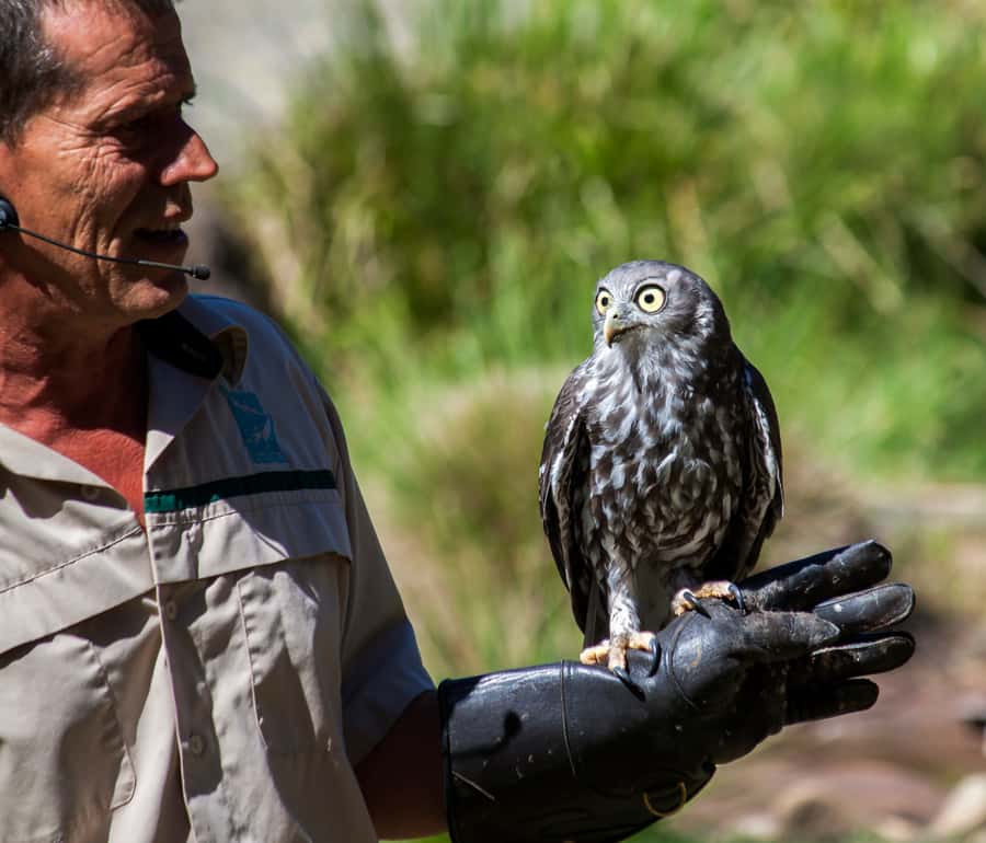 Melbourne: Healesville Sanctuary & Phillip Island Tour - A wildlife day that ends with penguins