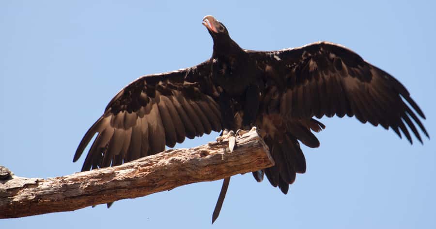 Melbourne: Healesville Sanctuary & Phillip Island Tour - The Nobbies, Seal Rock, and the coastal boardwalk