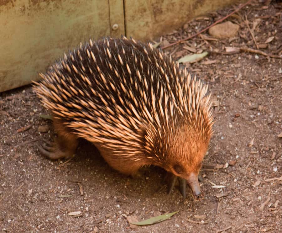 Melbourne: Healesville Sanctuary & Phillip Island Tour - Phillip Island’s Penguin Parade