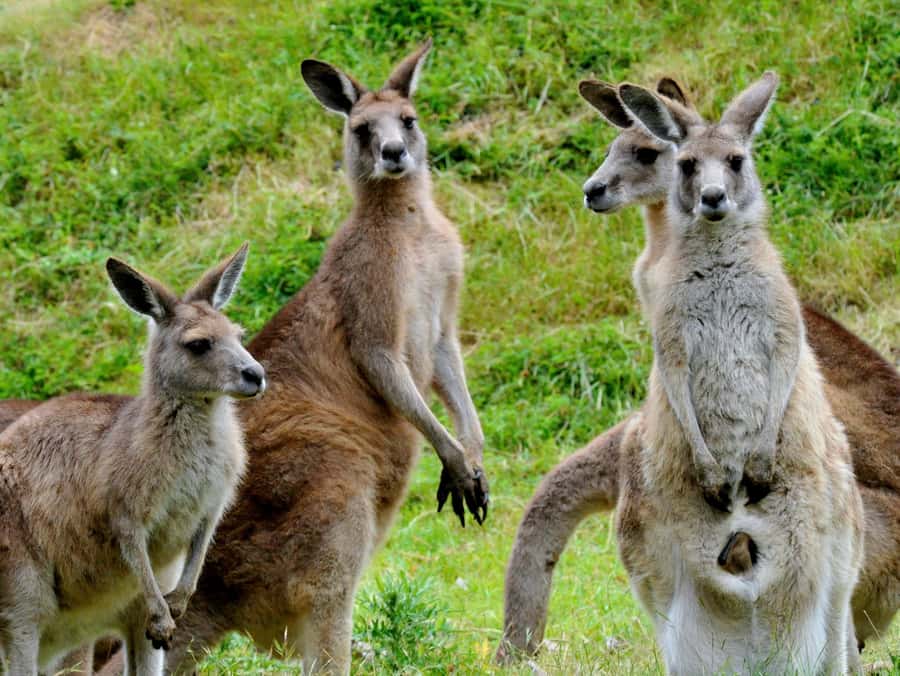 Melbourne: Healesville Sanctuary & Phillip Island Tour - How much value do you get for $125?