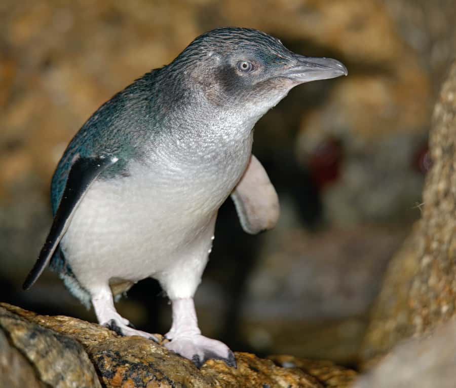 Melbourne: Healesville Sanctuary & Phillip Island Tour - Timing, weather, and practical comfort