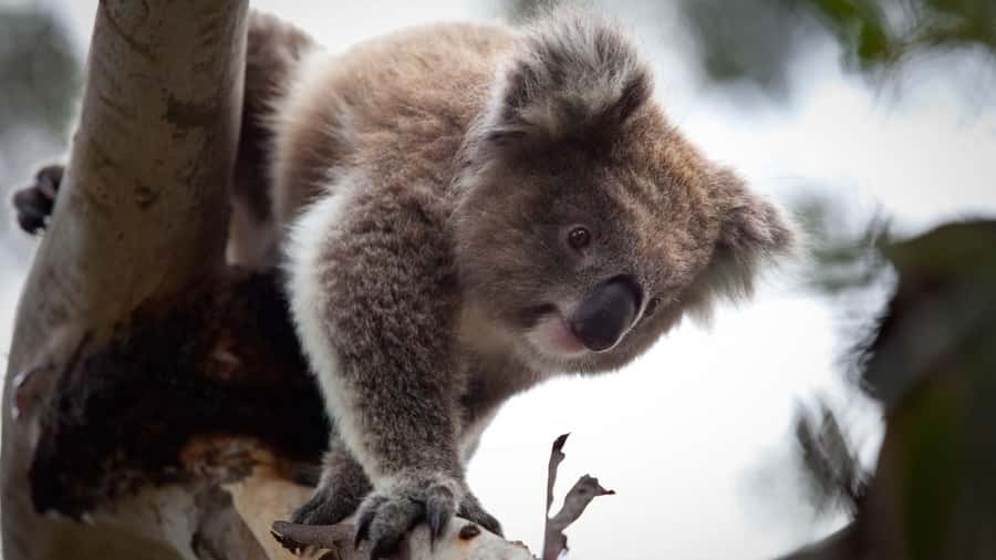 Melbourne: Moonlit Sanctuary and Brighton Beach Boxes Tour - Key points to know before booking