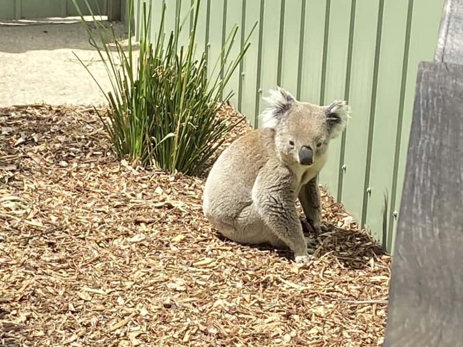 Melbourne: Moonlit Sanctuary and Brighton Beach Boxes Tour - Weather and what to bring