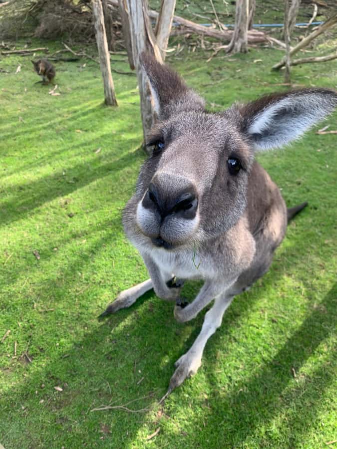 Melbourne: Moonlit Sanctuary and Brighton Beach Boxes Tour - The drive to Moonlit Sanctuary