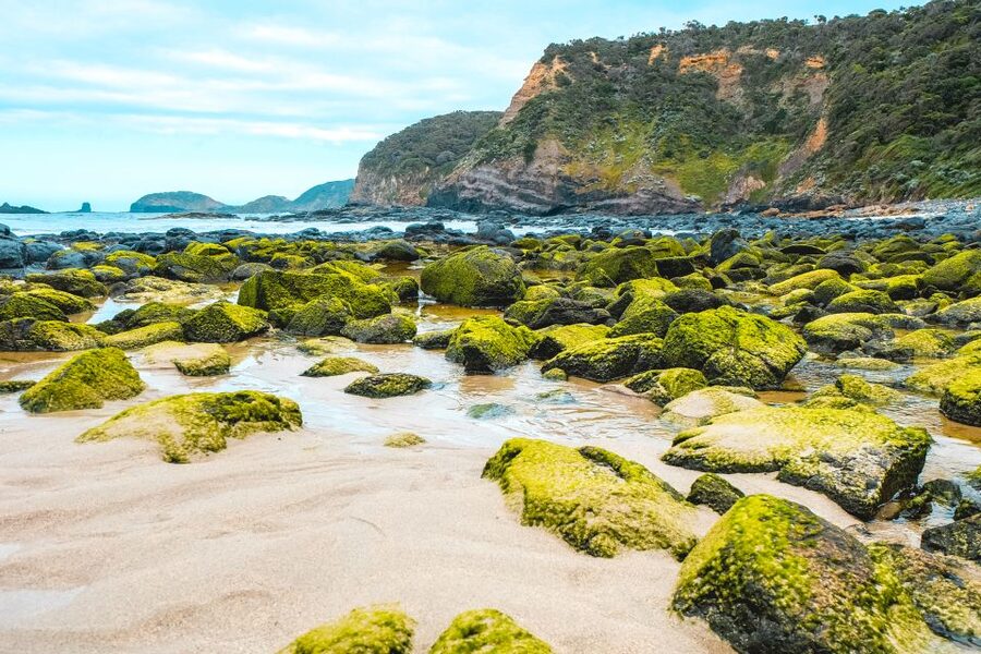 Melbourne: Mornington Peninsula & Hot Springs Tour 8 pax max - A café stop, snacks and the question of lunch