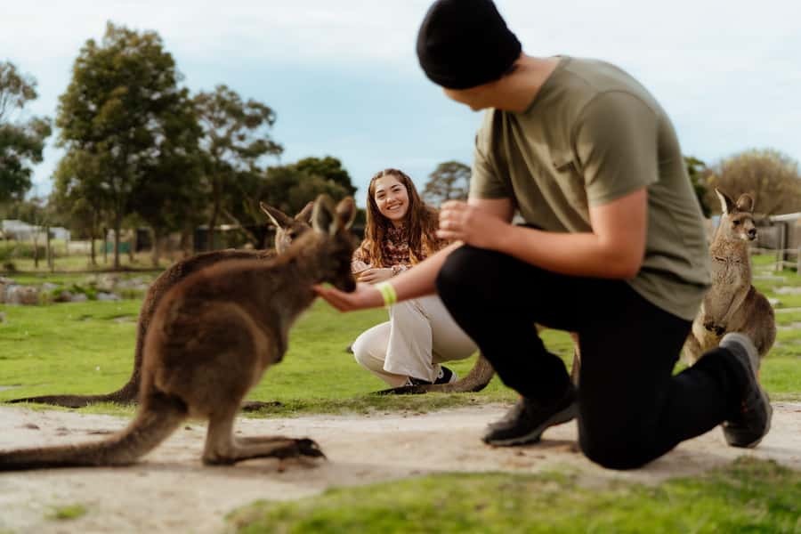 Melbourne: Penguin Parade , Koala & Brighton Bathing Boxes - Key points at a glance
