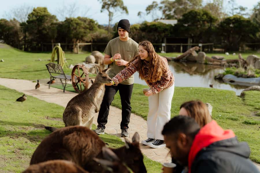 Melbourne: Penguin Parade , Koala & Brighton Bathing Boxes - Should you book this Phillip Island tour?