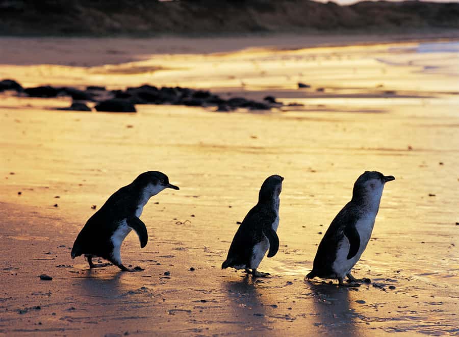 Melbourne: Penguin Parade , Koala & Brighton Bathing Boxes - Waiting for the little penguins at Summerland Beach