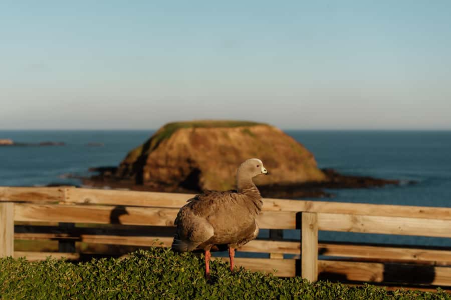 Melbourne: Penguin Parade , Koala & Brighton Bathing Boxes - What the $95 price really covers