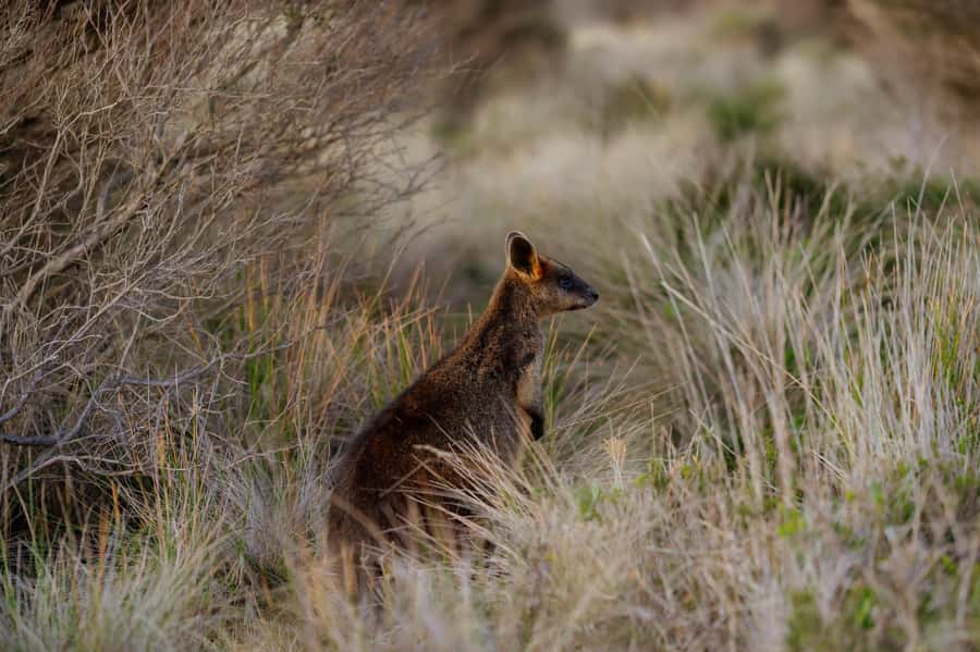 Melbourne: Penguin Parade , Koala & Brighton Bathing Boxes - Practical ways to prepare