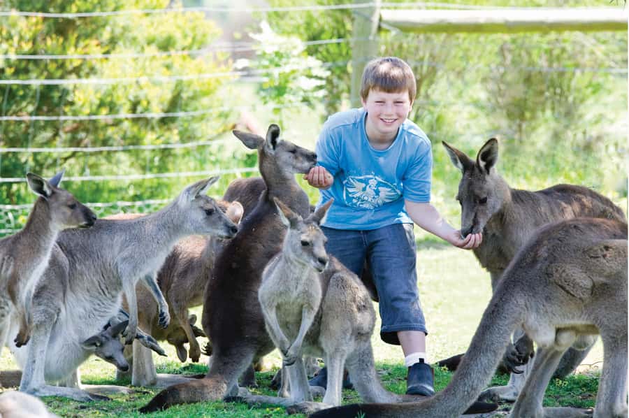 Melbourne: Penguin Parade & Phillip Island Scenic Day Tour - Key points to know before booking