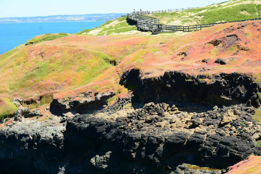 Melbourne: Penguin Parade & Phillip Island Scenic Day Tour - Booking advice and final call