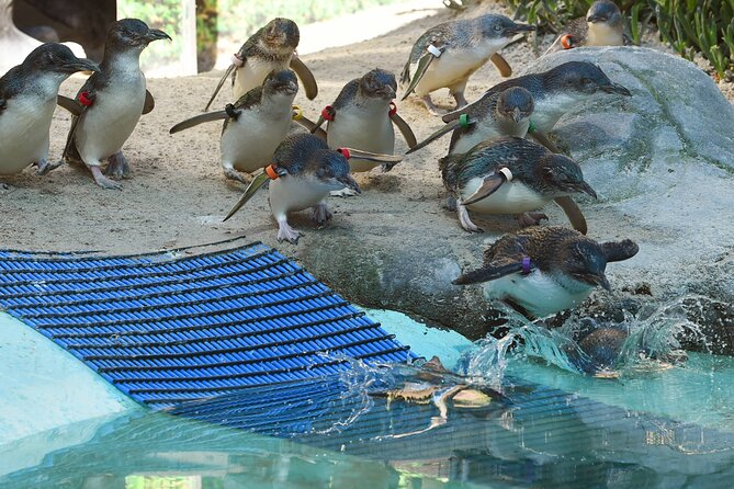 Melbourne Penguin Tour & Wildlife kangaroos koala Emu Tasi Devil - Key things to know before you book