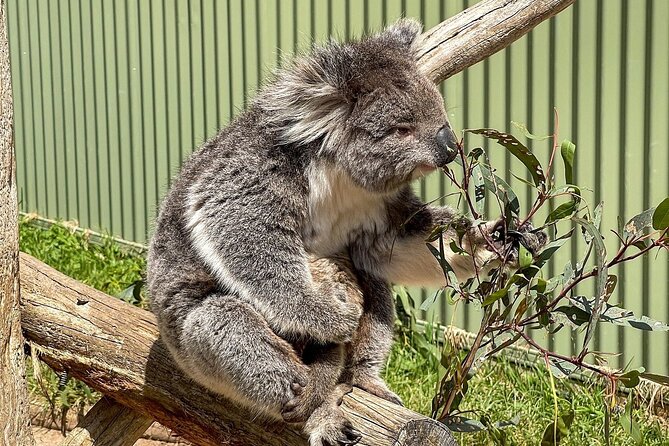 Melbourne Penguin Tour & Wildlife kangaroos koala Emu Tasi Devil - Is $105.26 good value?
