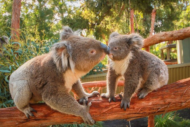 Melbourne Penguin Tour & Wildlife kangaroos koala Emu Tasi Devil - What guides add to the day