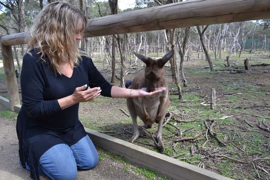 Melbourne: Peninsula Nature Private Day Trip with Dinner - From Melbourne to Dendy Street Beach