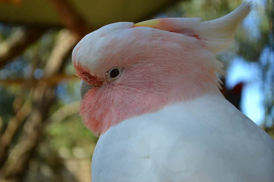 Melbourne: Peninsula Nature Private Day Trip with Dinner - What the private format is worth at $303