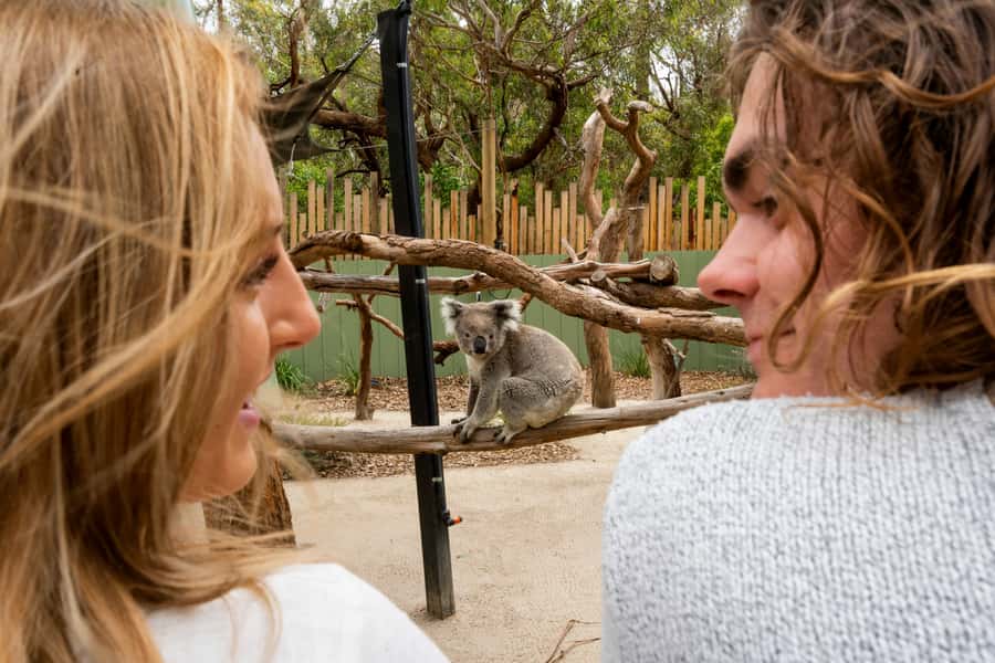 Melbourne: Peninsula Nature Private Day Trip with Dinner - A scenic coastal drive with room for conversation