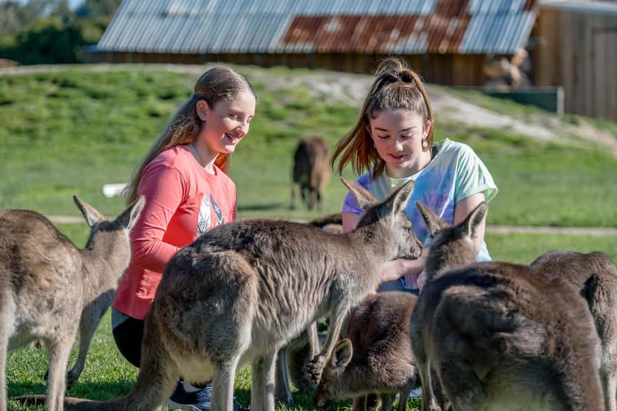Melbourne: Phillip Island Penguin Parade Watching Day Tour - Key things to know before you book