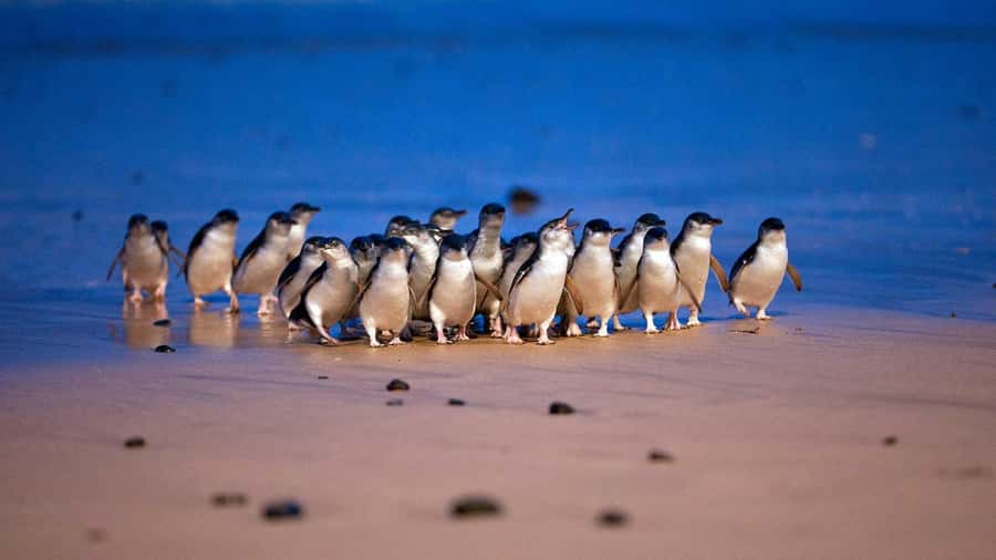 Melbourne: Phillip Island Penguin Parade Watching Day Tour - Why the Phillip Island Penguin Parade is worth the long day