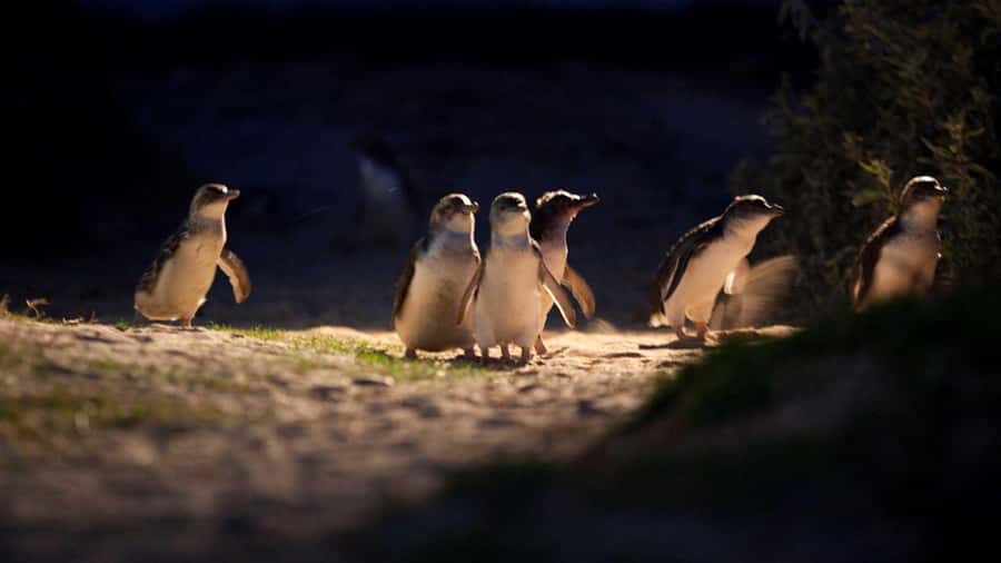 Melbourne: Phillip Island Penguin Parade Watching Day Tour - Brighton Beach and its colorful bathing huts
