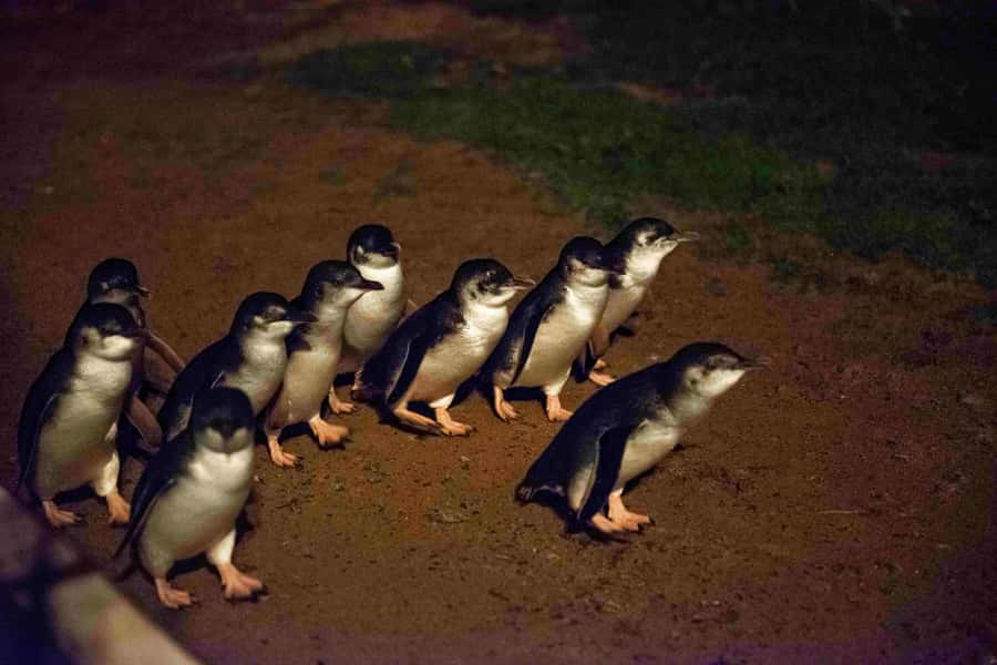 Melbourne：Phillip Island Tour 1 Day Tour - From Melbourne streets to the Phillip Island coast