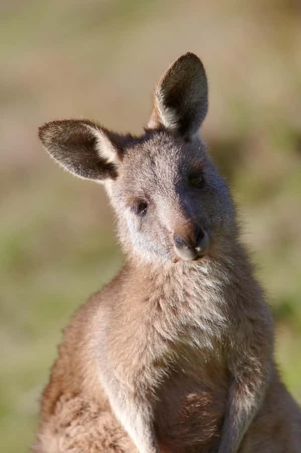 Melbourne：Phillip Island Tour 1 Day Tour - The long return to Melbourne