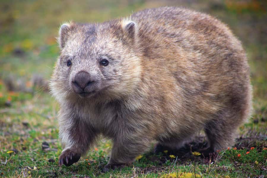 Melbourne：Phillip Island Tour 1 Day Tour - Should you book this Phillip Island tour?