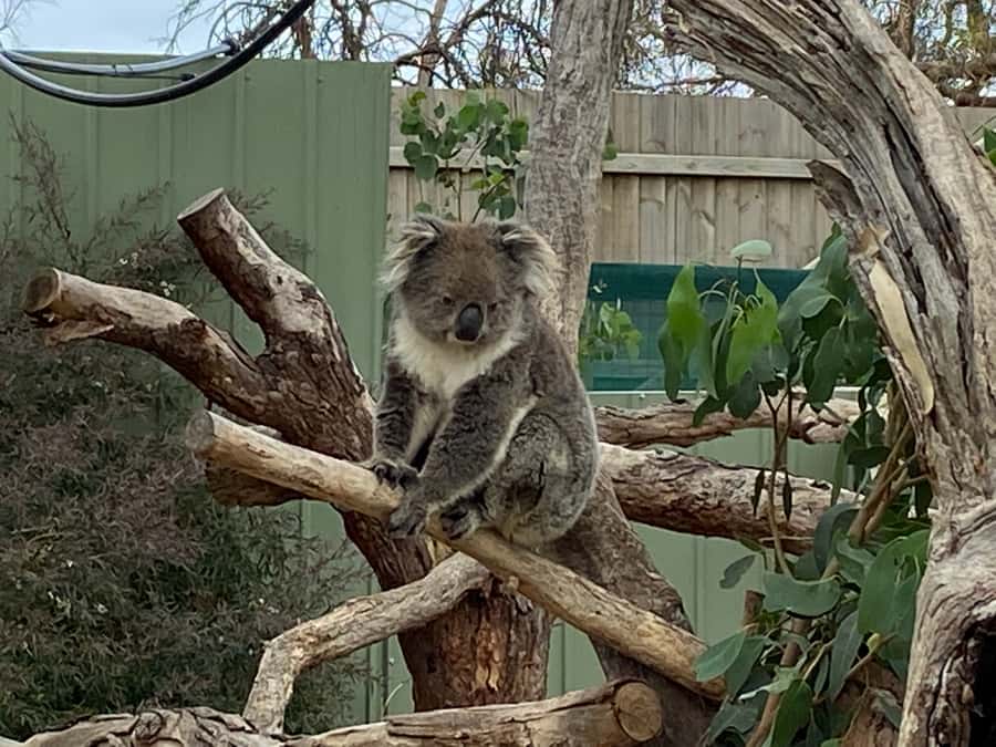 Melbourne: Phillip Island Tour & Penguin Parade - The guide can make nine hours feel manageable
