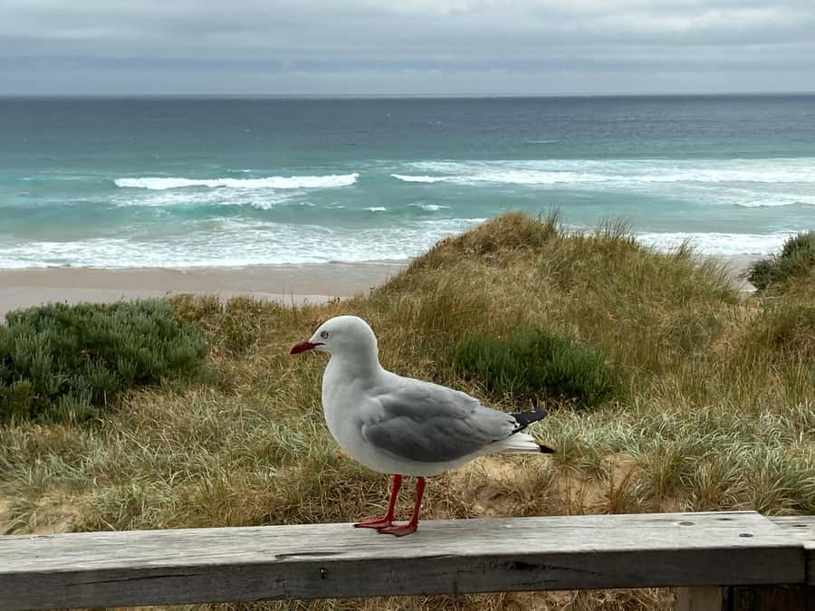Melbourne: Phillip Island Tour & Penguin Parade - Should you book the penguin parade day trip?