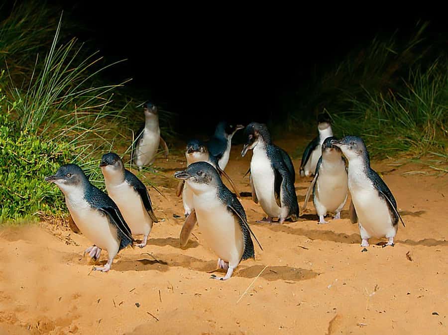 Melbourne: Phillip Island Tour w/ Hop-on Bus or Seal Cruise - Why this Phillip Island tour is different