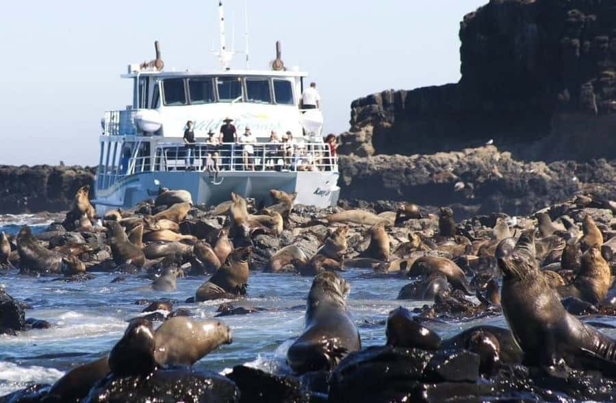 Melbourne: Phillip Island Tour w/ Hop-on Bus or Seal Cruise - Choosing the Explorer Route by bus