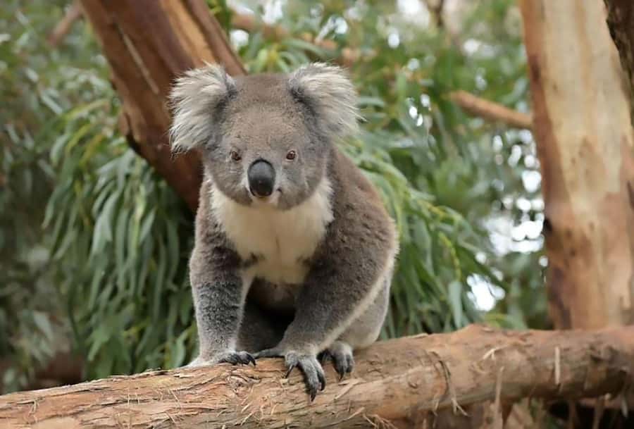 Melbourne: Phillip Island Tour w/ Hop-on Bus or Seal Cruise - Taking the Wildlife Coast Cruise to Seal Rocks