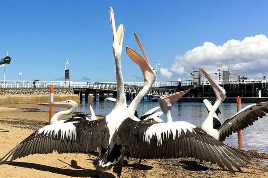 Melbourne: Phillip Island Tour w/ Hop-on Bus or Seal Cruise - The Nobbies and the Golden Hour pause
