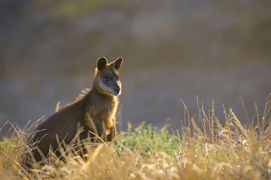 Melbourne: Phillip Island Tour w/ Hop-on Bus or Seal Cruise - Waiting for the Little Penguins at sunset