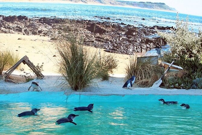 Melbourne Private Penguins Koalas TOUR-Melbourne City Tour JEWELS - A full day built around Australian animals