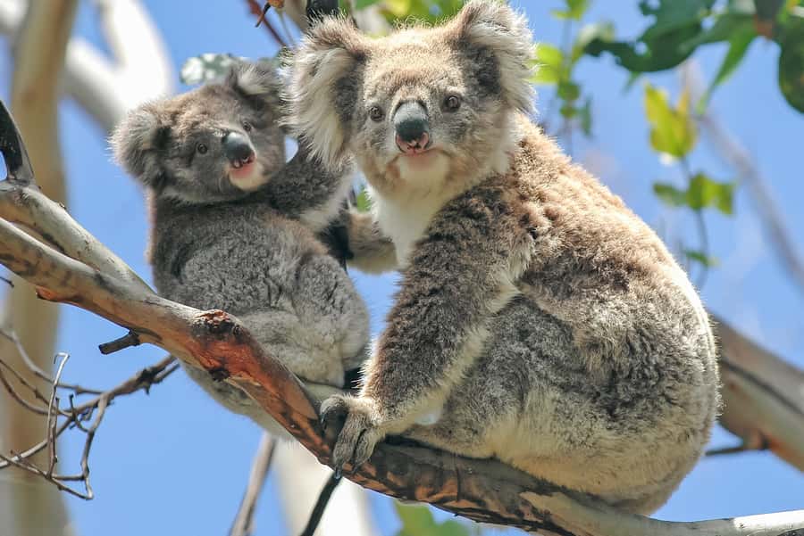 Melbourne: Puffing Billy & Healesville Sanctuary Scenic Tour - Why Puffing Billy makes the day