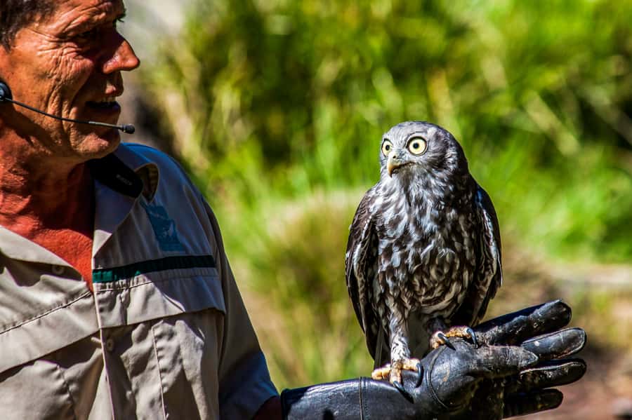 Melbourne: Puffing Billy & Healesville Sanctuary Scenic Tour - Healesville Sanctuary and Australia’s native animals