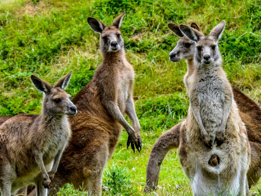 Melbourne: Puffing Billy & Healesville Sanctuary Scenic Tour - The chocolate stop is a sweet finish