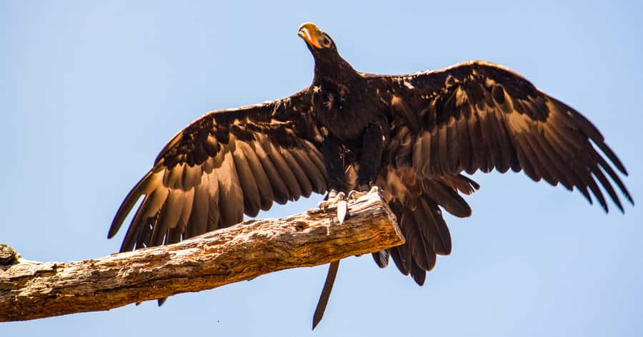 Melbourne: Puffing Billy & Healesville Sanctuary Scenic Tour - Timing, pickup, and the shape of the day