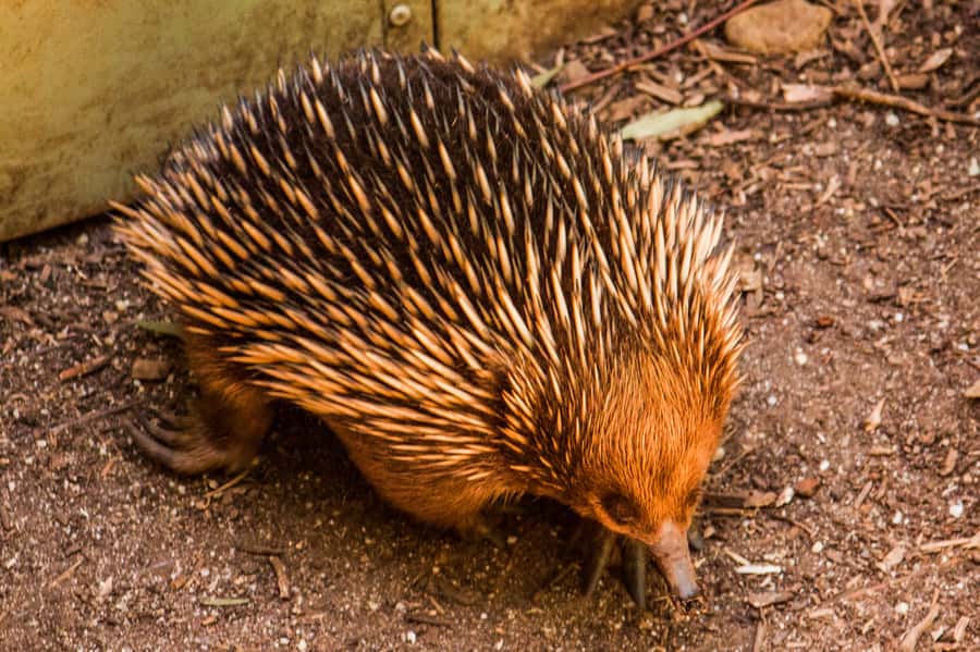 Melbourne: Puffing Billy & Healesville Sanctuary Scenic Tour - Emerald Lake gives you breathing room