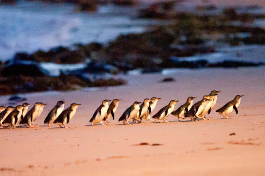Melbourne: Puffing Billy Penguin Parade Brighton Boxes Tour - Key points at a glance