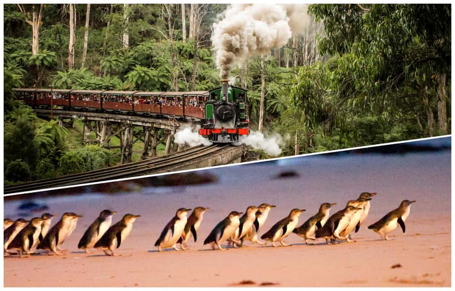 Melbourne: Puffing Billy Railway & Penguin Parade Day Tour - Meeting in central Melbourne