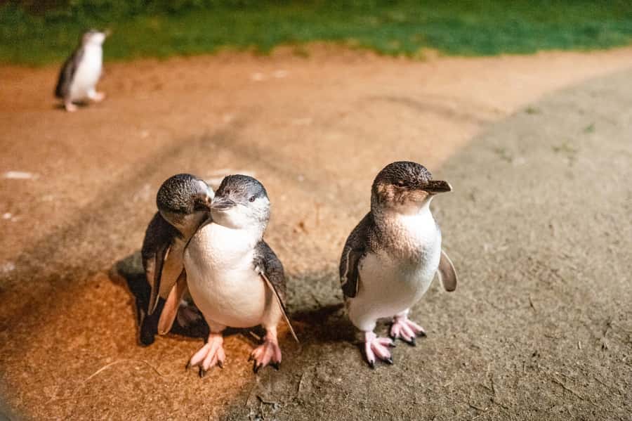Melbourne: Puffing Billy Railway & Penguin Parade Day Tour - The optional stop at Maru Koala and Animal Park