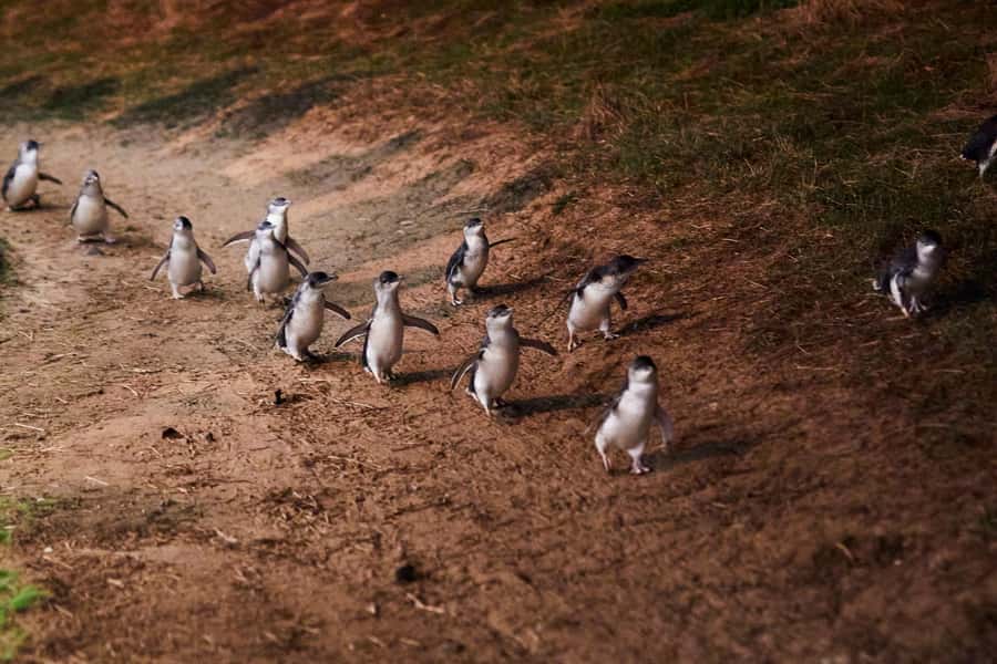 Melbourne: Puffing Billy Railway & Penguin Parade Day Tour - The Nobbies and Bass Strait views