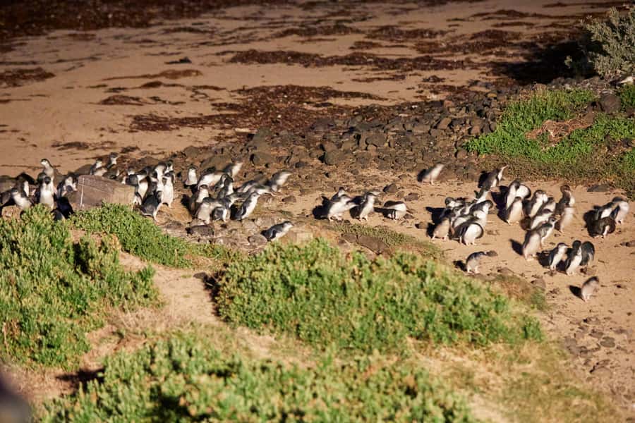 Melbourne: Puffing Billy Railway & Penguin Parade Day Tour - Should you book it?