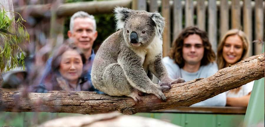 Melbourne: Puffing Billy Steam Train and Philip Island - Why this private day trip works