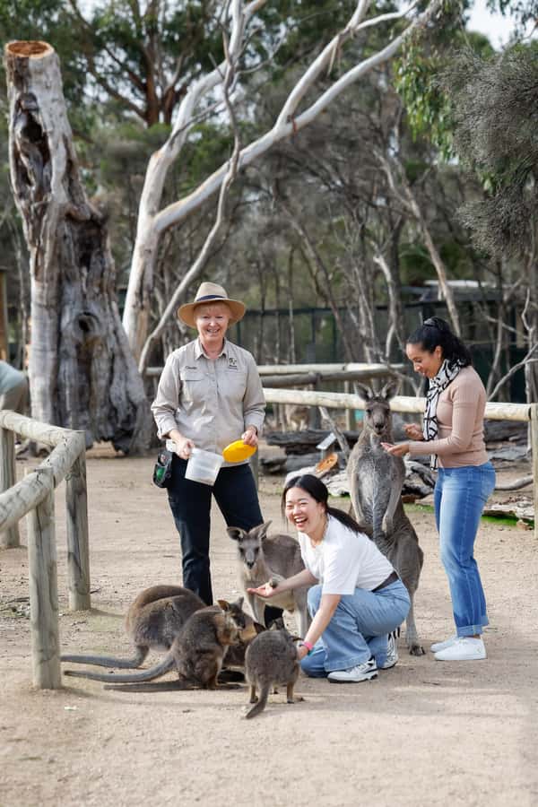 Melbourne: Puffing Billy Steam Train and Philip Island - Who should book this experience
